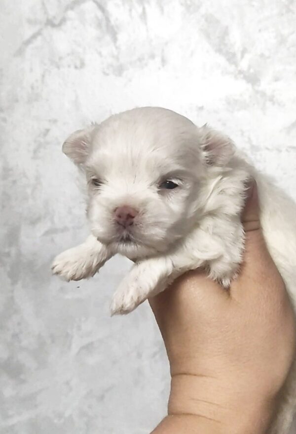 Alaric Maltese Alaric Maltese