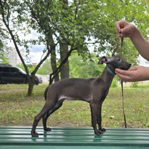Alianna Italian Greyhound Alianna Italian Greyhound
