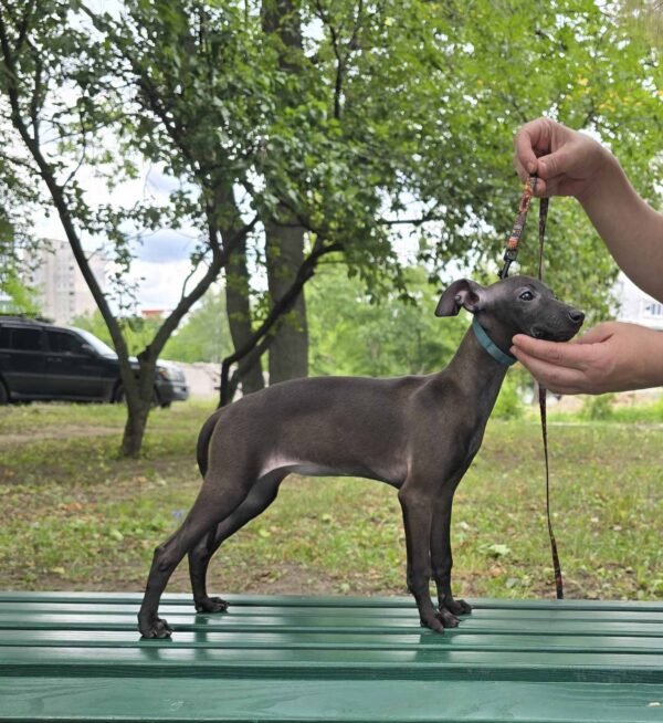 Alianna Italian Greyhound Alianna Italian Greyhound