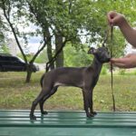 Alianna-female-Italian-Greyhound-puppy-for-sale-2
