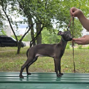 Alianna Italian Greyhound Alianna Italian Greyhound