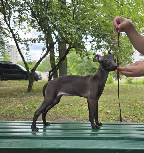 Alianna Italian Greyhound Alianna Italian Greyhound