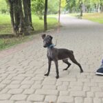 Alianna-female-Italian-Greyhound-puppy-for-sale-4