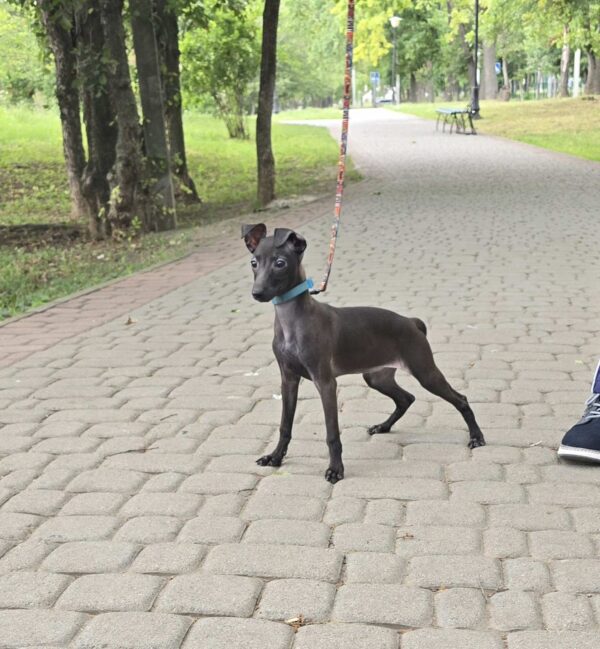 Alianna Italian Greyhound Alianna Italian Greyhound