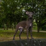 Alianna-female-Italian-Greyhound-puppy-for-sale-5