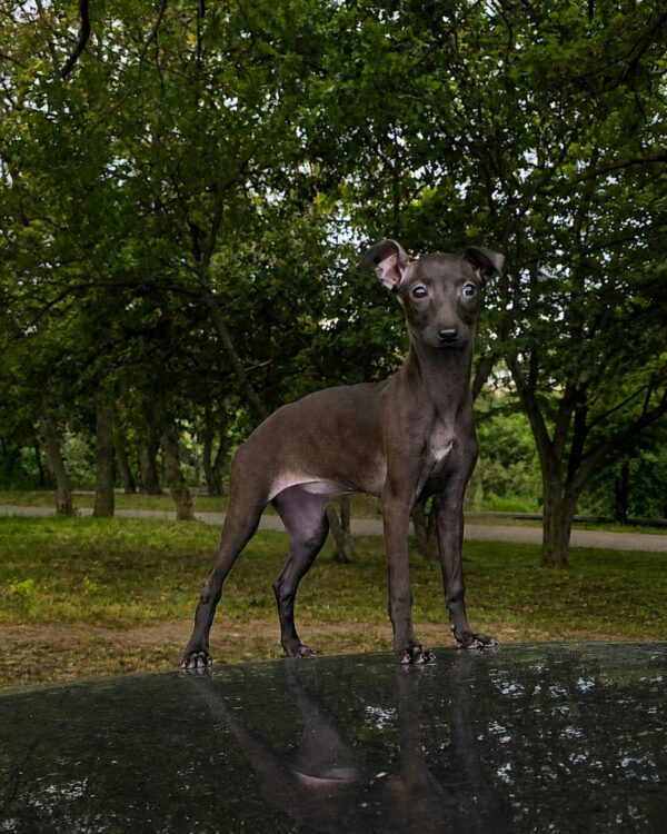 Alianna Italian Greyhound Alianna Italian Greyhound