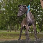 Alianna-female-Italian-Greyhound-puppy-for-sale-6