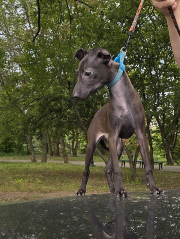 Alianna Italian Greyhound Alianna Italian Greyhound