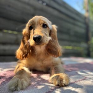 Alimma English Cocker Spaniel Alimma English Cocker Spaniel