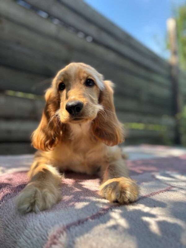 Alimma English Cocker Spaniel Alimma English Cocker Spaniel