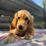 Alimma-female-English-Cocker-Spaniel-puppy-for-sale-2