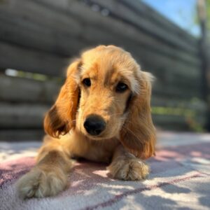 Alimma English Cocker Spaniel Alimma English Cocker Spaniel