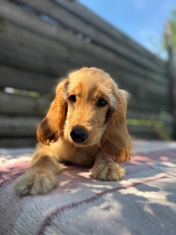 Alimma English Cocker Spaniel Alimma English Cocker Spaniel