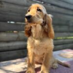 Alimma-female-English-Cocker-Spaniel-puppy-for-sale-3