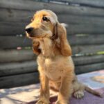 Alimma-female-English-Cocker-Spaniel-puppy-for-sale-4