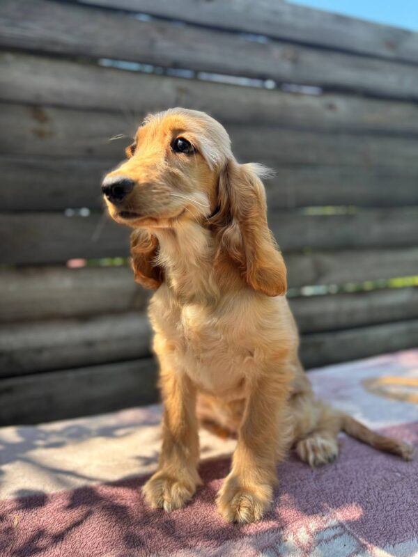 Alimma English Cocker Spaniel Alimma English Cocker Spaniel