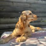 Alimma-female-English-Cocker-Spaniel-puppy-for-sale-5