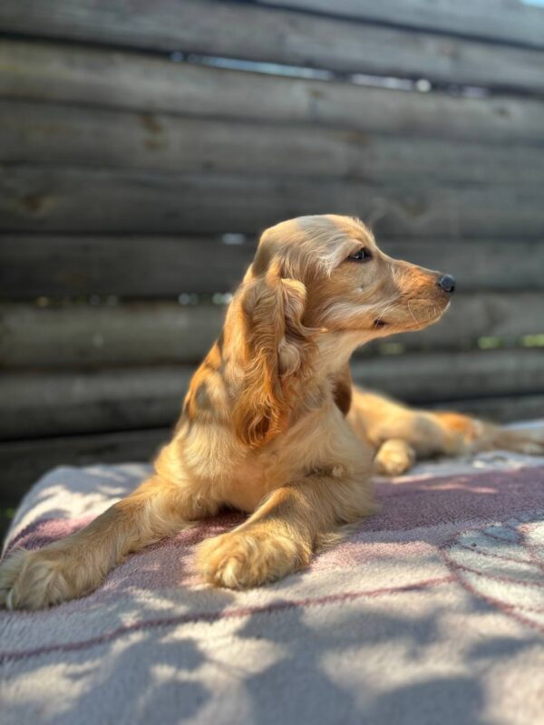 Alimma English Cocker Spaniel Alimma English Cocker Spaniel
