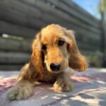 Alimma-female-English-Cocker-Spaniel-puppy-for-sale-6