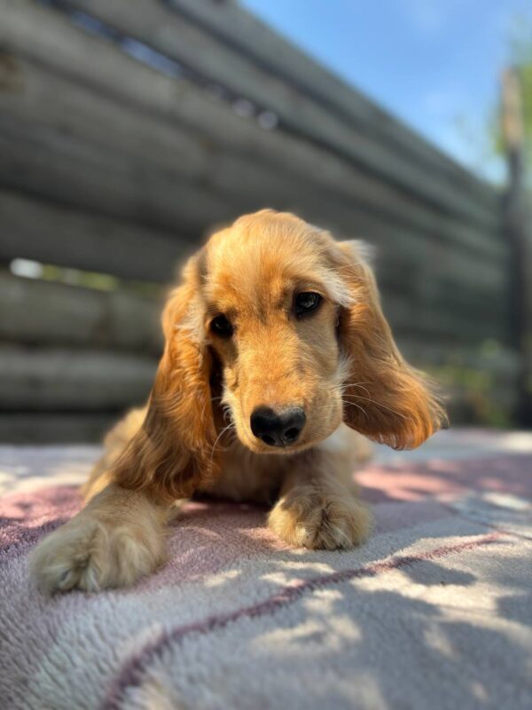 Alimma English Cocker Spaniel Alimma English Cocker Spaniel