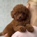 Alisha-female-Poodle-puppy-for-sale-1