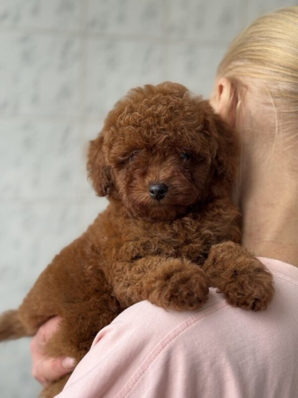 Alisha Toy Poodle Alisha Toy Poodle