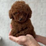 Alisha-female-Poodle-puppy-for-sale-2