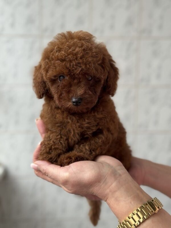 Alisha Toy Poodle Alisha Toy Poodle