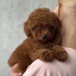 Alisha-female-Poodle-puppy-for-sale-3