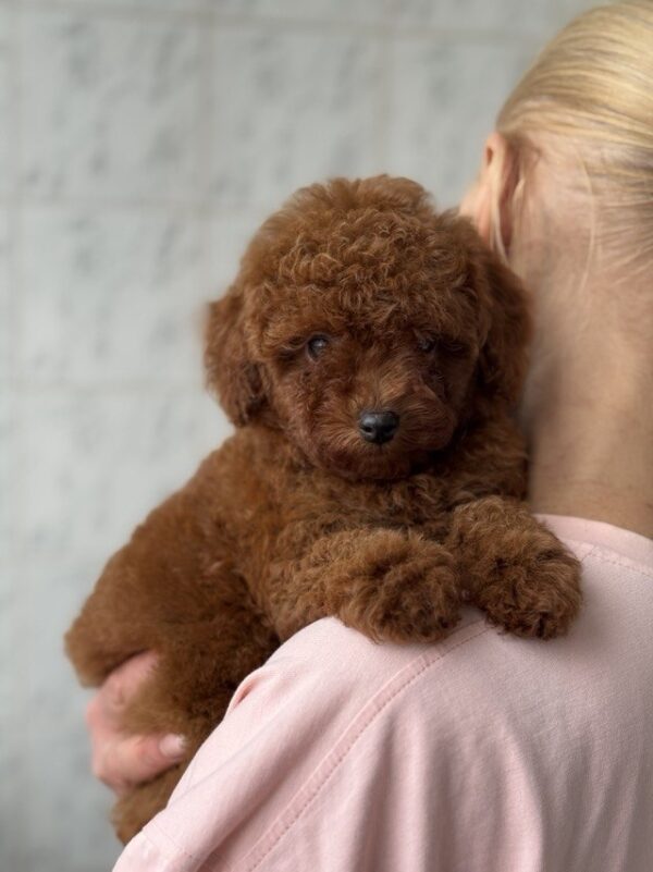 Alisha Toy Poodle Alisha Toy Poodle