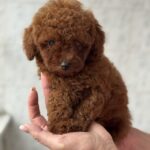 Alisha-female-Poodle-puppy-for-sale-4