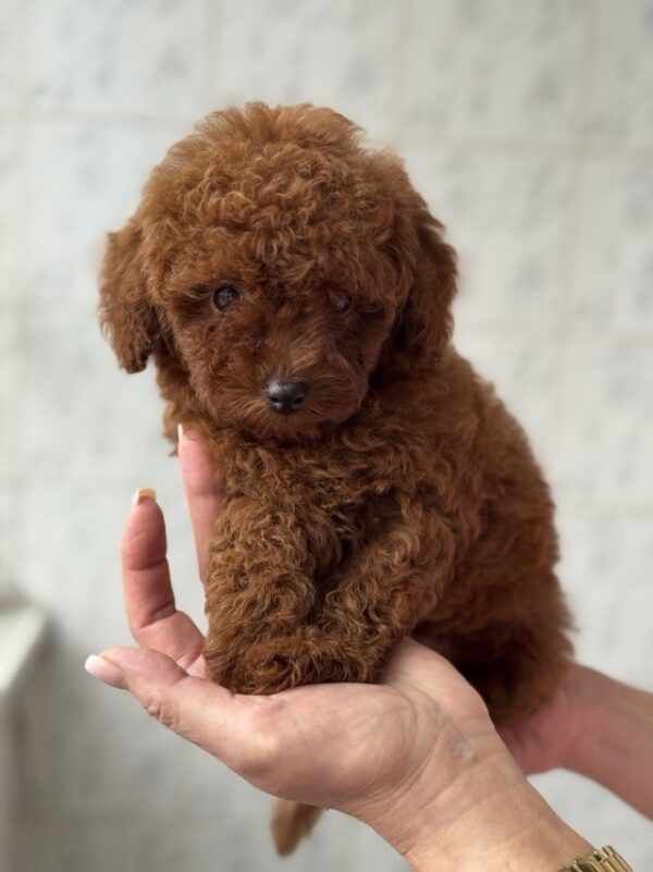 Alisha Toy Poodle Alisha Toy Poodle
