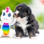Amber-female-MAS-puppy-for-sale-1