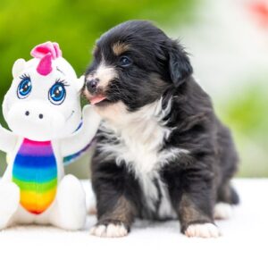 Amber Miniature American Shepherd Amber Miniature American Shepherd