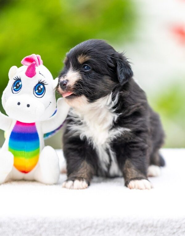 Amber Miniature American Shepherd Amber Miniature American Shepherd