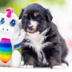 Amber-female-MAS-puppy-for-sale-2