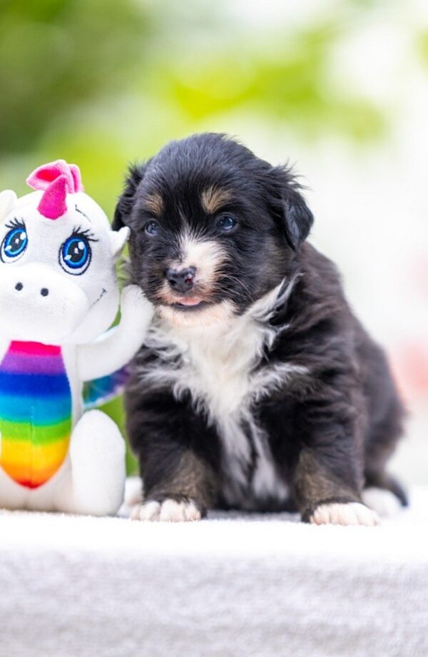 Amber Miniature American Shepherd Amber Miniature American Shepherd