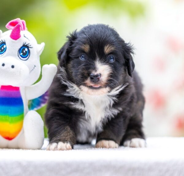 Amber Miniature American Shepherd Amber Miniature American Shepherd