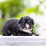 Amber-female-MAS-puppy-for-sale-4
