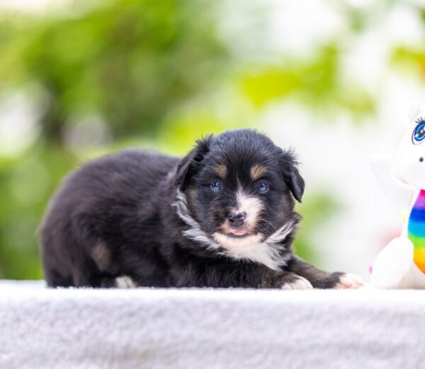 Amber Miniature American Shepherd Amber Miniature American Shepherd