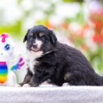 Amber-female-MAS-puppy-for-sale-5