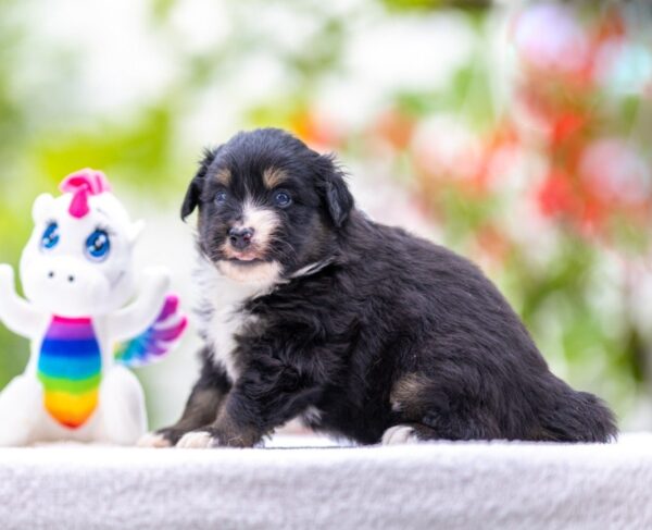 Amber Miniature American Shepherd Amber Miniature American Shepherd