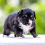 Amber-female-MAS-puppy-for-sale-6