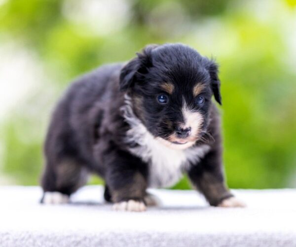 Amber Miniature American Shepherd Amber Miniature American Shepherd