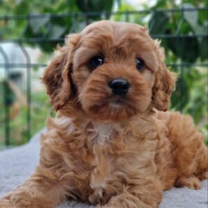 Amelia Cavapoo Amelia Cavapoo