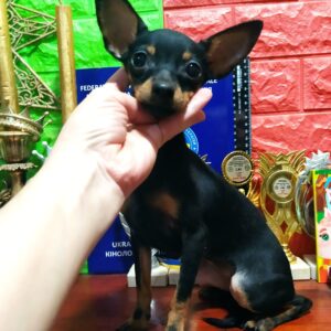 Aminka Russian Toy Terrier Aminka Russian Toy Terrier