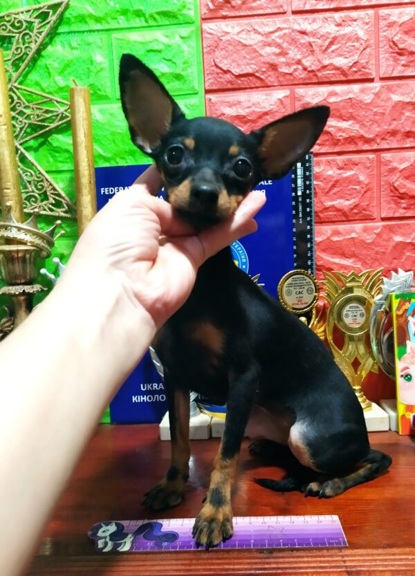 Aminka Russian Toy Terrier Aminka Russian Toy Terrier