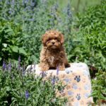 Amix-male-Maltipoo-puppy-for-sale-1