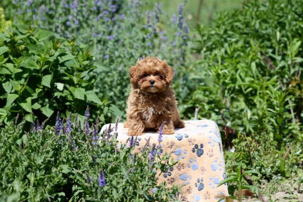 Amix Maltipoo Amix Maltipoo