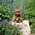 Amix-male-Maltipoo-puppy-for-sale-2